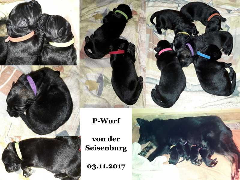 P Wurf 1W